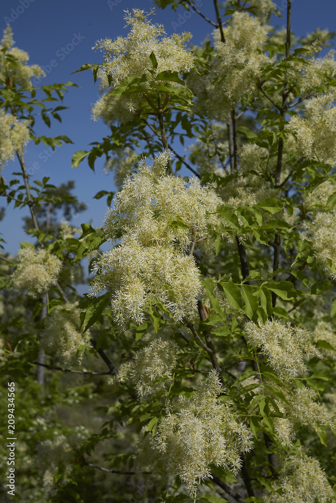 Fototapeta premium Fraxinus ornus