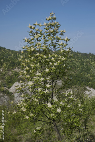 Fraxinus ornus photo