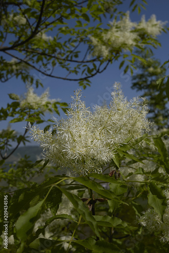 Fraxinus ornus photo