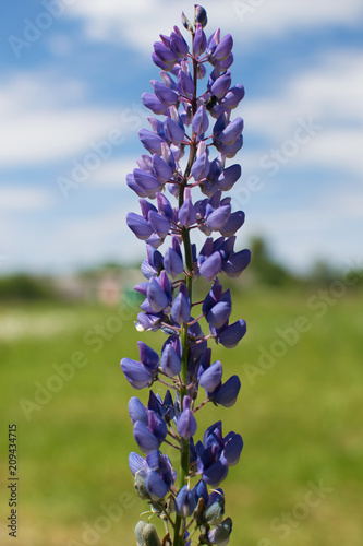 Bluebonnet (Lupinus texensis) flowers blooming in springtime.