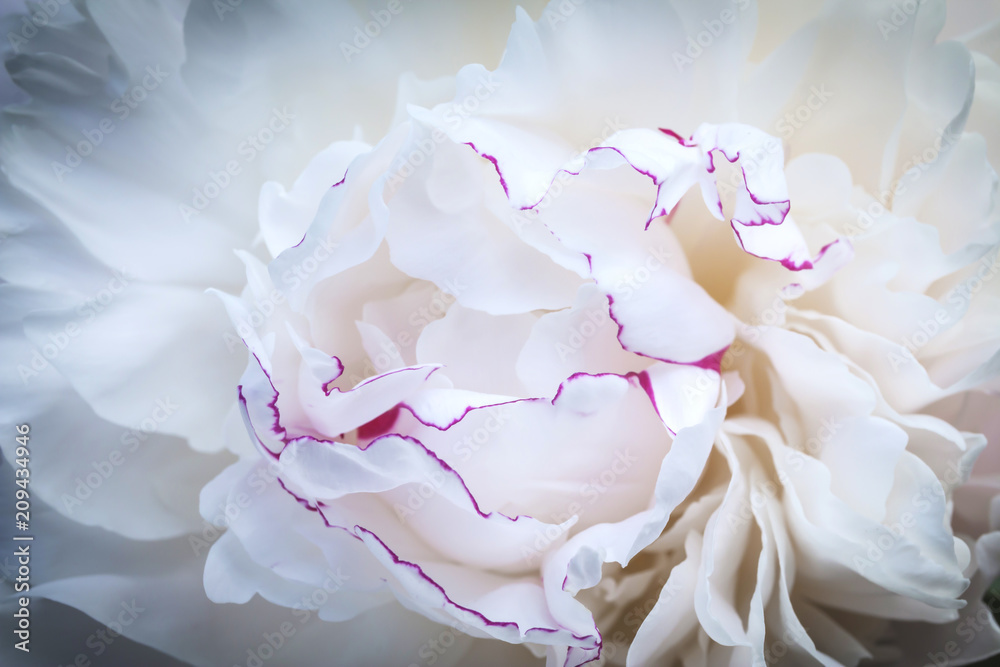 White peony flower closeup. White peony flower closeup.