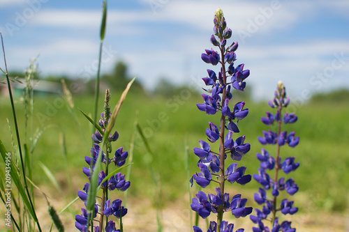 Bluebonnet (Lupinus texensis) flowers blooming in springtime. photo