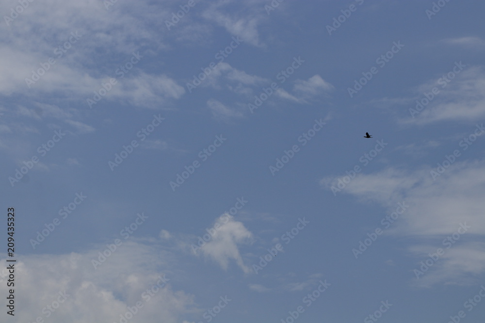 The silhouette of flying bird in blue sky The silhouette of flying bird in blue sky