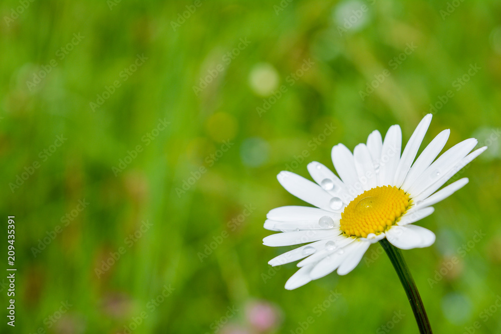 Obraz premium Chamomile with raindrops - close-up.