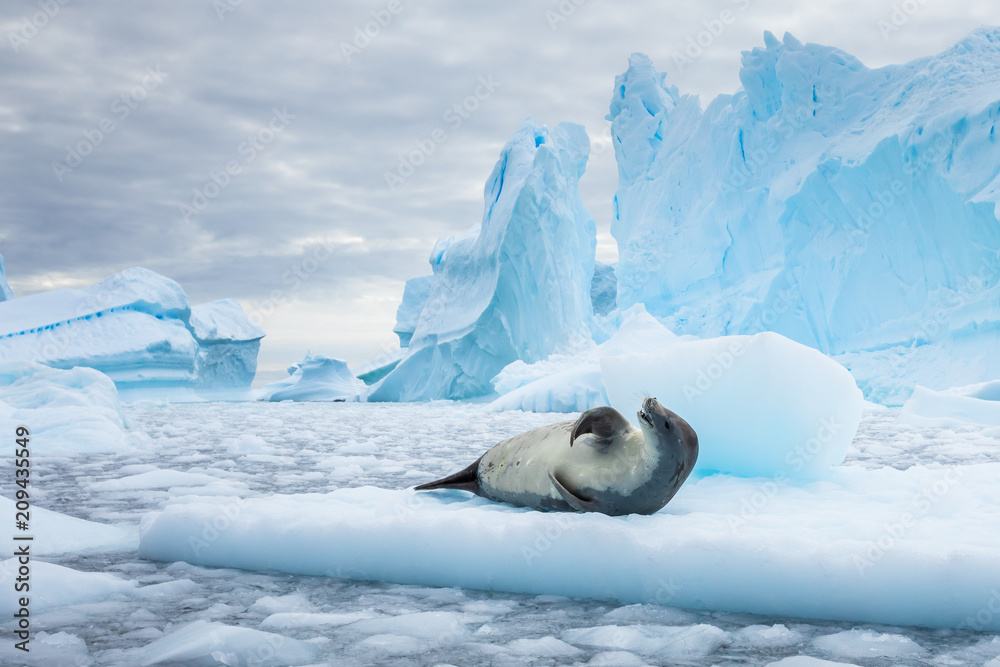 Fototapeta premium Crabeater spoczywa na lodzie między górami lodowymi, zamarzniętym morzem, Antarktydą