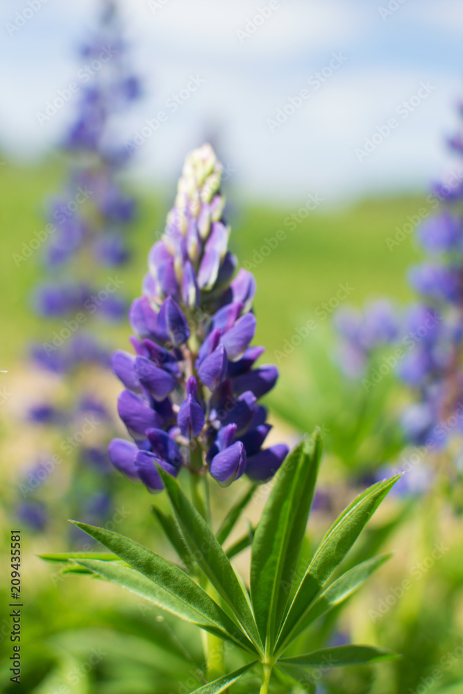 Blooming Lupine flowers - Lupinus polyphyllus - garden or fodder plant Blooming Lupine flowers - Lupinus polyphyllus - garden or fodder plant
