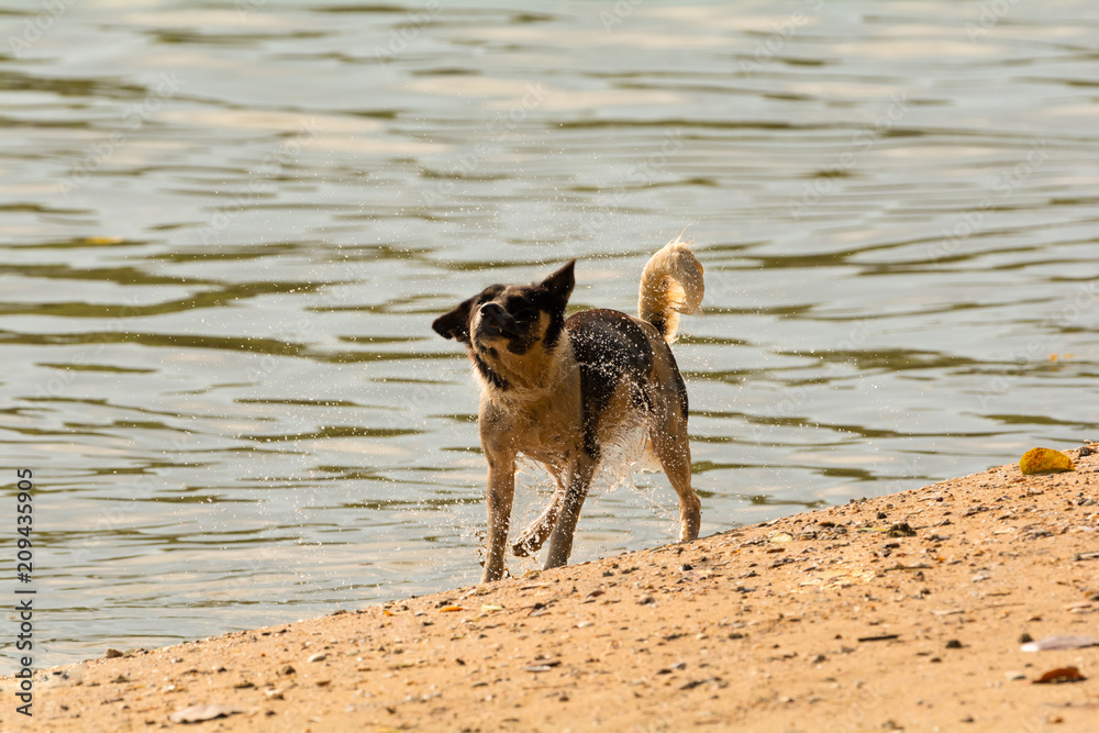 Why Is My Dog Shivering After A Bath