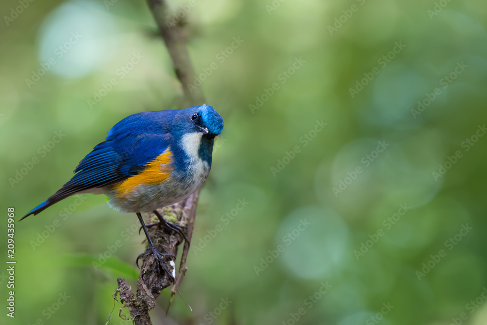 Charming bird in blue and yellow feathers. Himalayan bluetail male bird perching alone on branch looking at photographer in highland forest,green bokeh blurred background. Charming bird in blue and yellow feathers. Himalayan bluetail male bird perching alone on branch looking at photographer in highland forest,green bokeh blurred background.