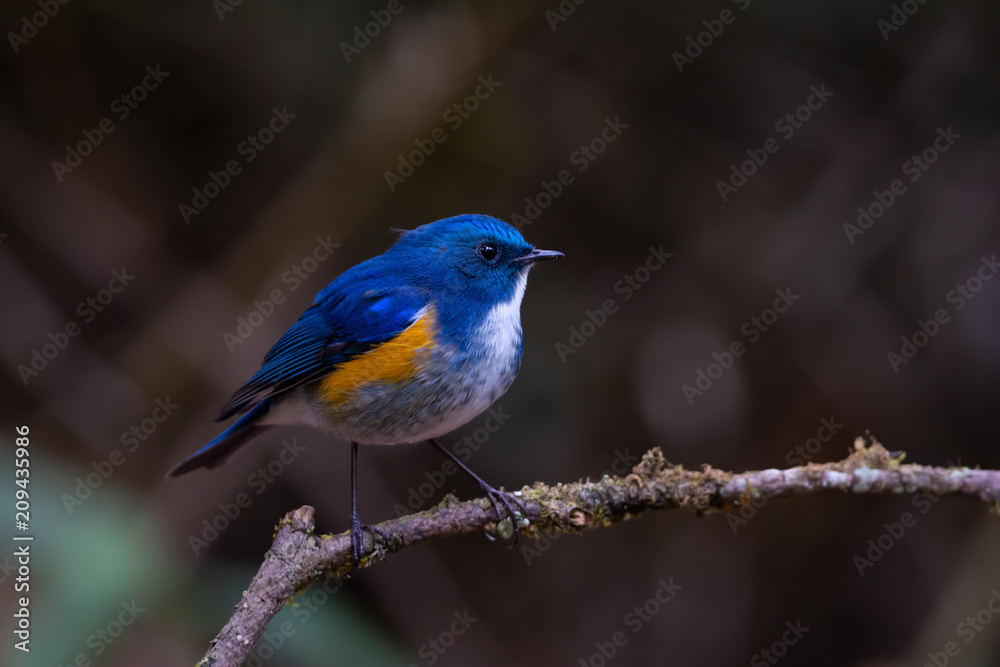 Charming bird in blue and yellow feathers. Himalayan bluetail  male bird perching alone on branch  in highland forest  blurred background,side view.