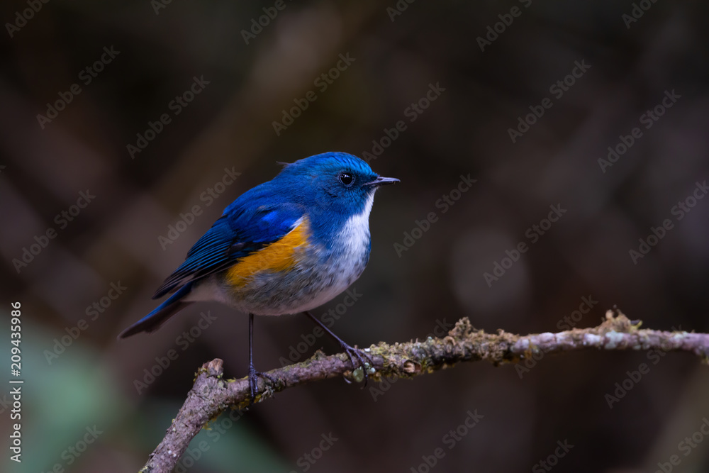 Charming bird in blue and yellow feathers. Himalayan bluetail male bird perching alone on branch in highland forest blurred background,side view. Charming bird in blue and yellow feathers. Himalayan bluetail male bird perching alone on branch in highland forest blurred background,side view.