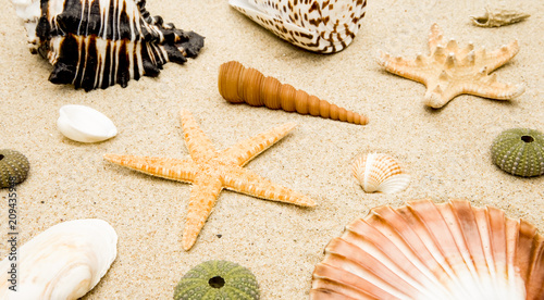 Muscheln im Sand