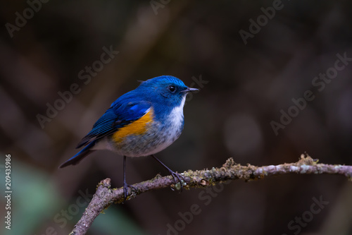Charming bird in blue and yellow feathers. Himalayan bluetail male bird perching alone on branch in highland forest blurred background,side view.