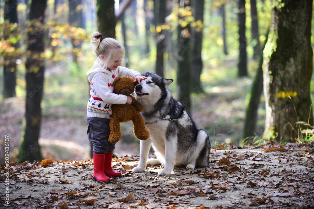 Girl play with husky and teddy bear on fresh air outdoor. Girl with dog in autumn forest Girl play with husky and teddy bear on fresh air outdoor. Girl with dog in autumn forest