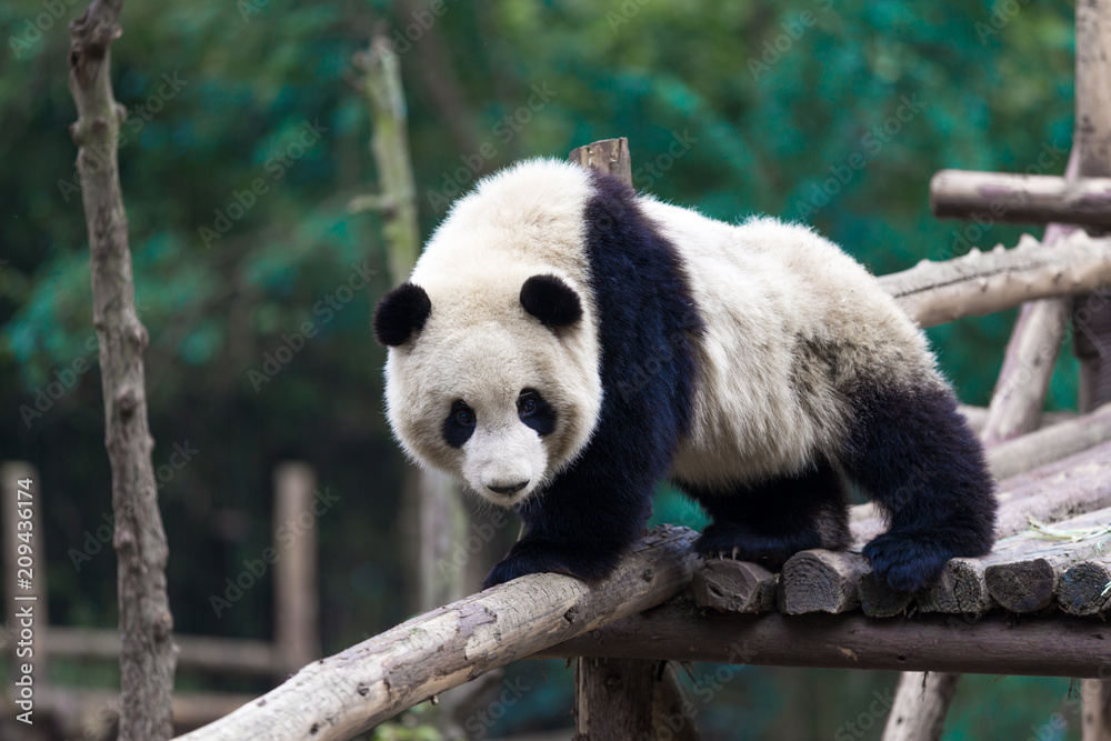 Obraz premium panda in chengdu