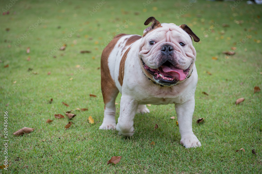 white english bulldog standing on green grass and show tongue at the park, fat dog