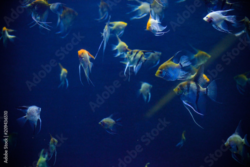 Beautiful Sea World. Sea fish at depth. Underwater world with corals and tropical fish. Underwater scene. Underwater world. Underwater life landscape. 