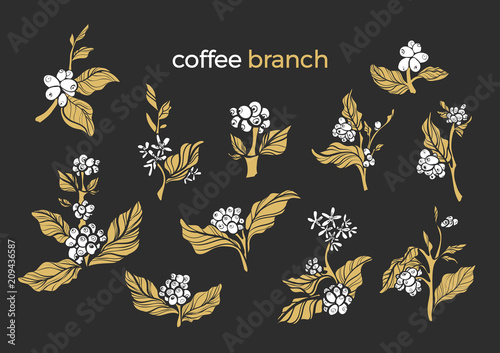 Set of coffee tree. Vector shape illustration