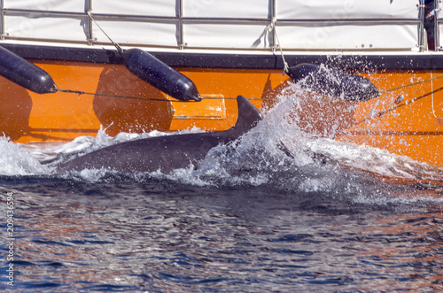 Fungie, der Delphin von Dingle in Irland photo