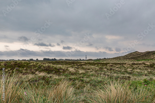 View at Kampen Heathland with View to Kampen Lighthouse   Germany