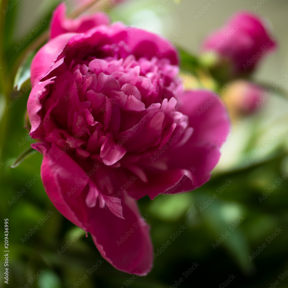 pink peony Bud, close-up, summer background pink peony Bud, close-up, summer background