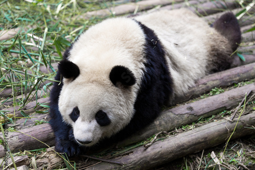 Fototapeta Naklejka Na Ścianę i Meble -  panda in chengdu