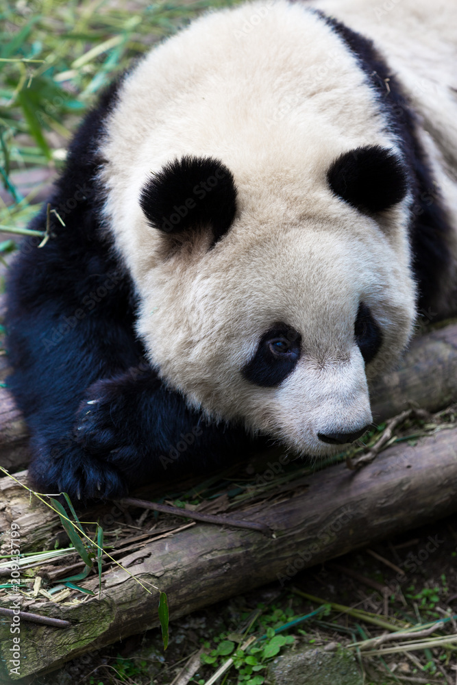 panda in chengdu panda in chengdu