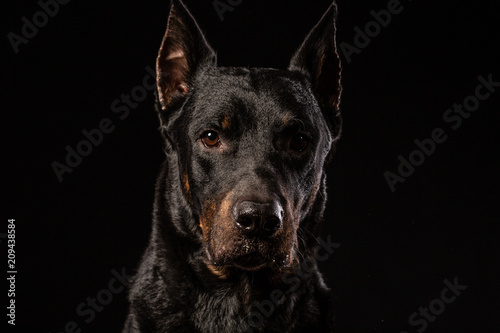 Fotobehang beautiful black male doberman dog on black background
