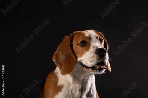Beautiful beagle dog on a black background