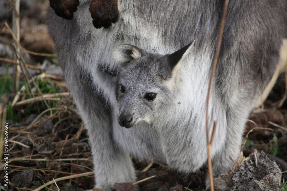 Mother Wallaby with it's baby Joey in it's pouch eating grass during a dry drought season on a farm in Tamworth, Rural Australia Mother Wallaby with it's baby Joey in it's pouch eating grass during a dry drought season on a farm in Tamworth, Rural Australia