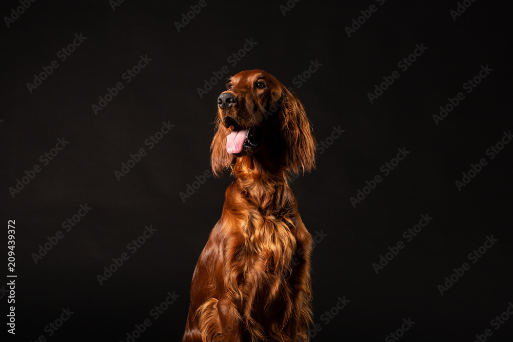 Irish Setter dog isolated on black background