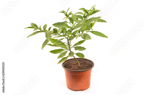 Jerusalem cherry plant in pot isolated on white