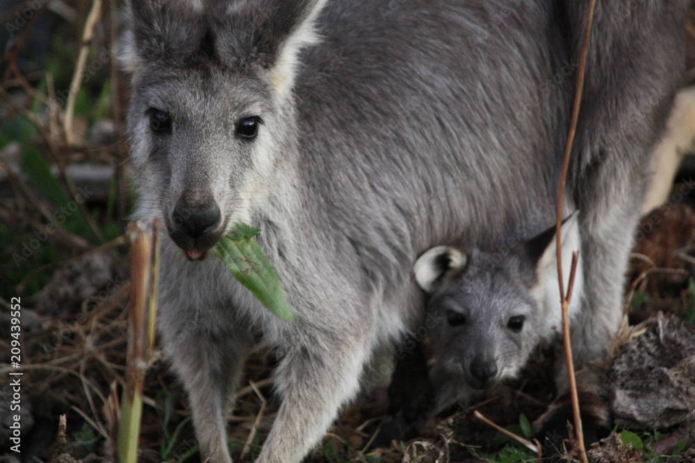 Mother Wallaby with it's baby Joey in it's pouch eating grass during a dry drought season on a farm in Tamworth, Rural Australia Mother Wallaby with it's baby Joey in it's pouch eating grass during a dry drought season on a farm in Tamworth, Rural Australia