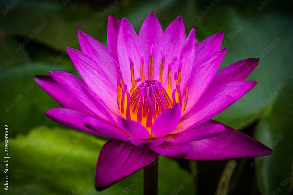 Side view, Closeup pink lotus flowers bloom in the water Side view, Closeup pink lotus flowers bloom in the water