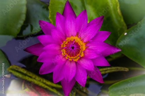 Top view purple lotus and yellow pollen