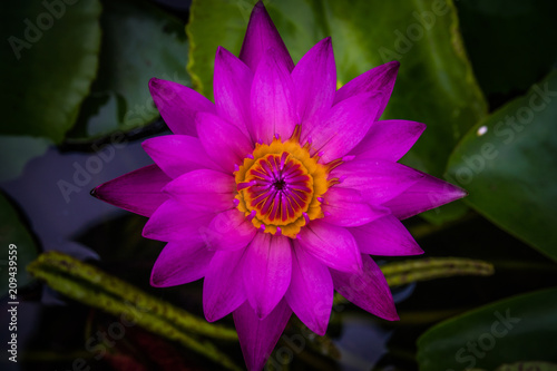 Top view purple lotus and yellow pollen