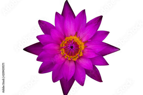 Top view purple lotus and yellow pollen  isolated on white background