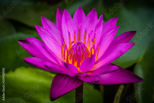 Side view  Closeup pink lotus flowers bloom in the water