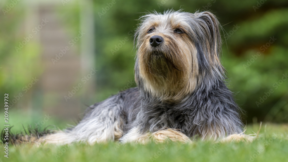 Mischlingshund Luna