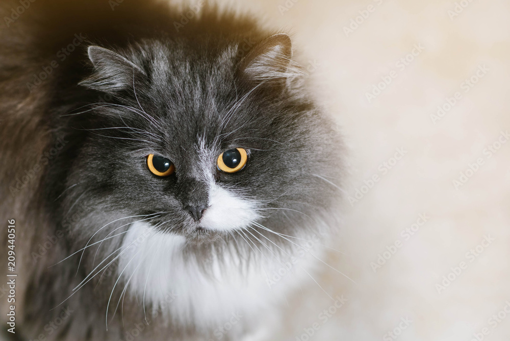 Cute grey cat of sibir breed looking on camera