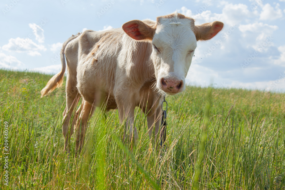 light bull in pasture in rural setting light bull in pasture in rural setting