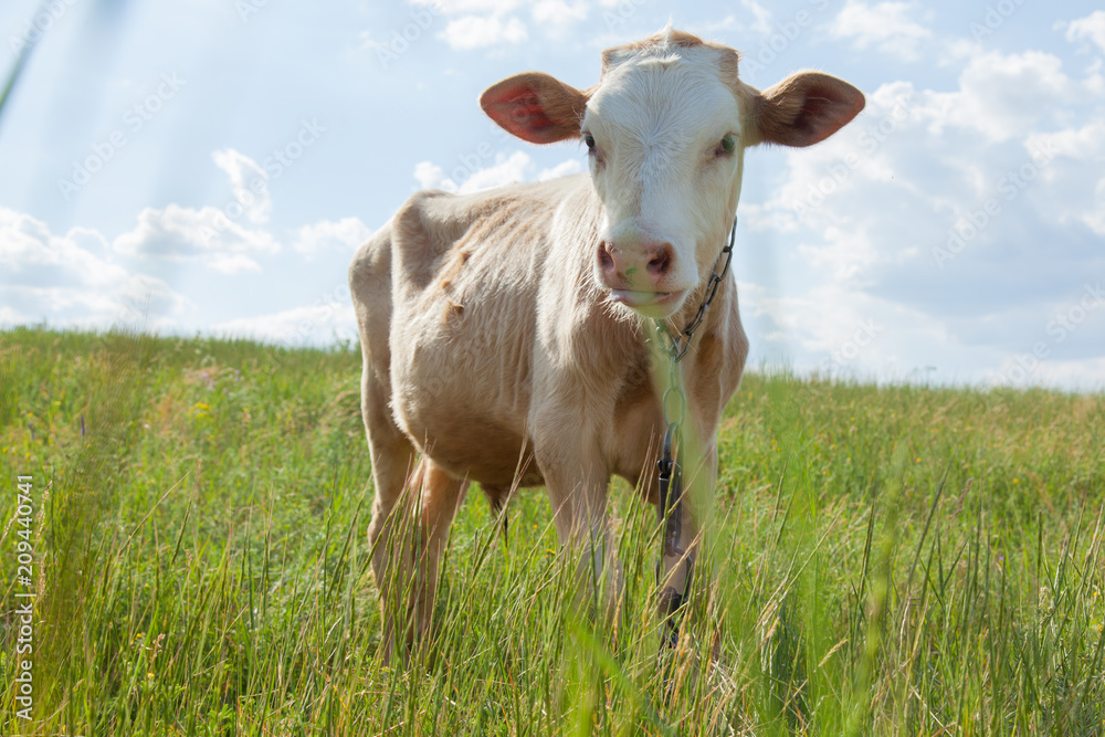 light bull in pasture in rural setting light bull in pasture in rural setting