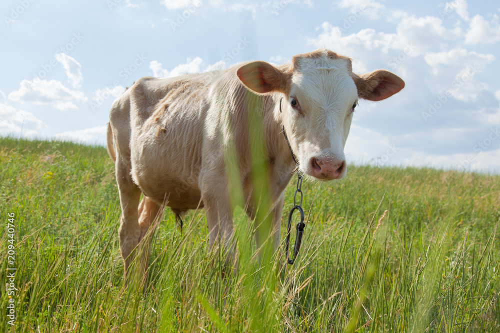 light bull in pasture in rural setting