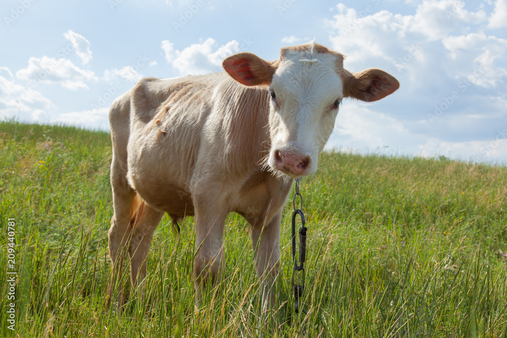light bull in pasture in rural setting light bull in pasture in rural setting