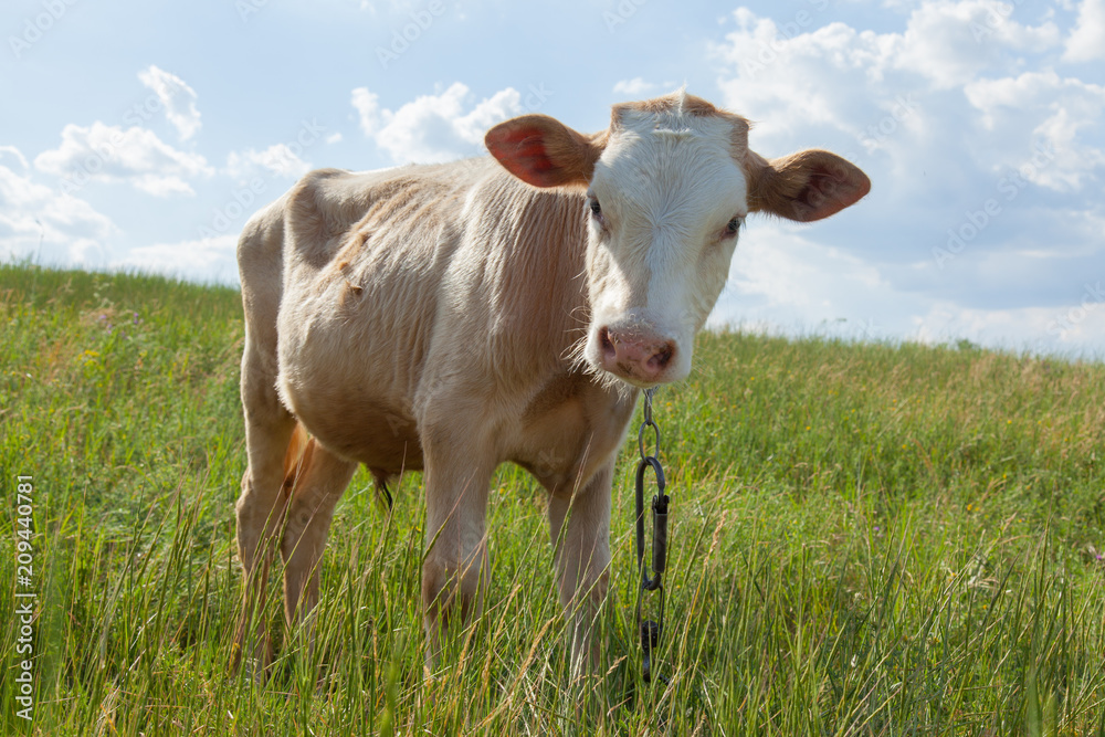 light bull in pasture in rural setting