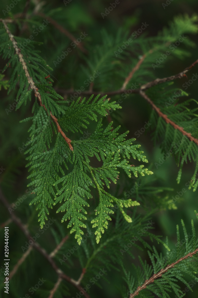 coniferous branch closeup