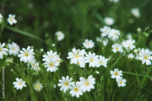 white flowers closeup on a green background