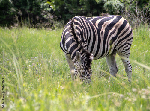 gorgeous zebra