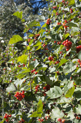 Hawthorn berries