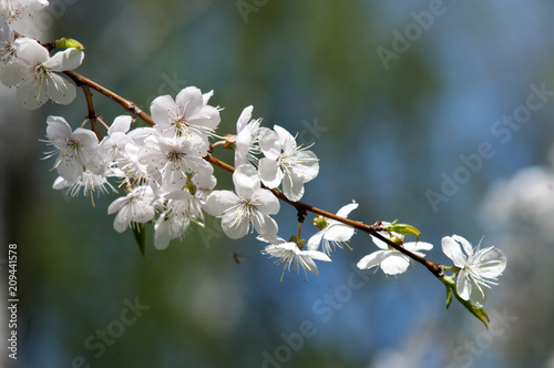 Cherry in bloom