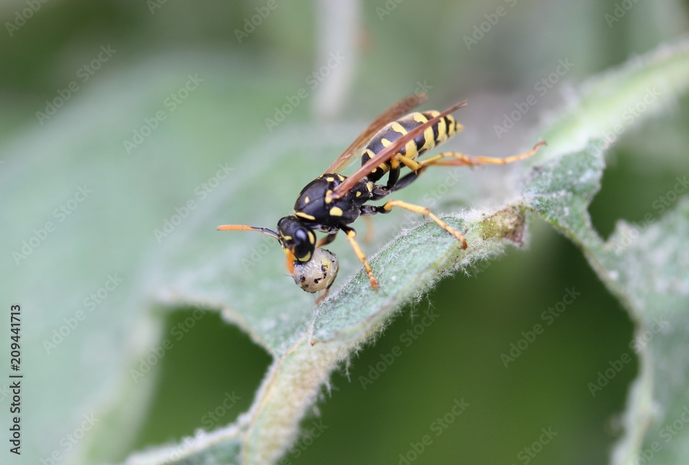 Fototapeta premium Guêpe en plein repas